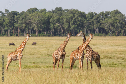 Giraffes in the Masai Mara Game Reserve in Kenya