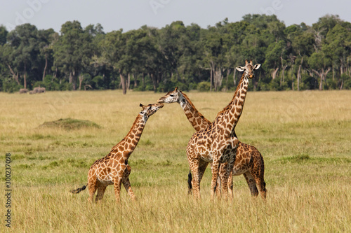 Fototapeta Naklejka Na Ścianę i Meble -  Giraffes in the Masai Mara Game Reserve in Kenya