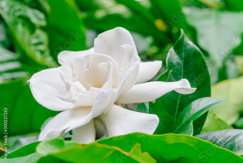 Gardenia flower (Gardenia Jasminoides or Cape Jasmine) Blooming in green garden on branch tree background. 