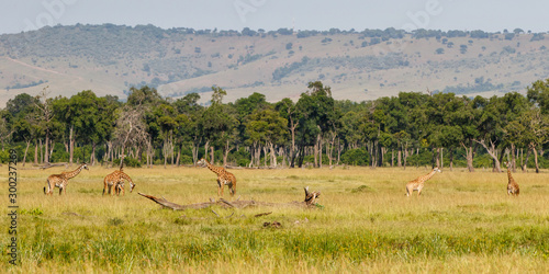 Giraffes in the Masai Mara Game Reserve in Kenya