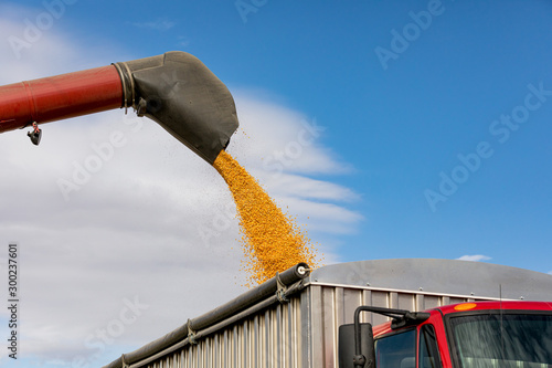 Red combine harvester using bin auger for loading yellow corn kernels into grain truck. Sunny fall day with blue sky during harvest season