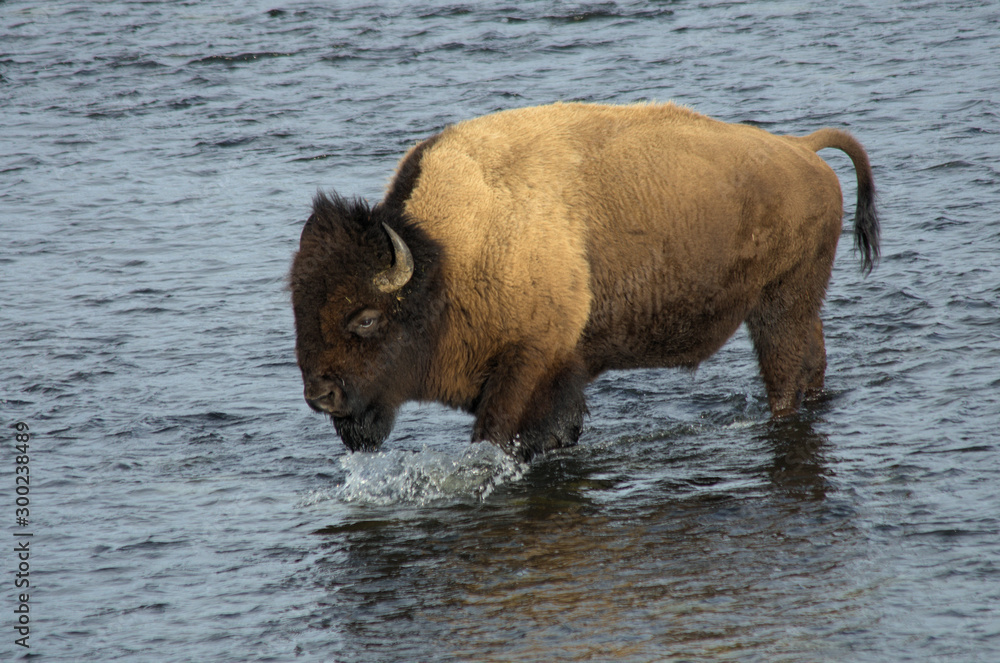 Bison bull crosses river Bison bull crosses river