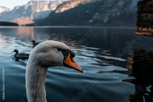 Swan in the beautiful lake of Hallstatt, close up swan image in Hallstatt austria, amazing wildlife image 