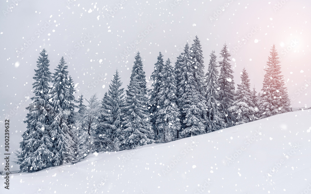Fototapeta Piękny zachód słońca w zimowy krajobraz gór. Żywe białe świerki w śnieżny dzień. Alpejski ośrodek narciarski. Zimowa kartka z życzeniami. Szczęśliwego Nowego Roku