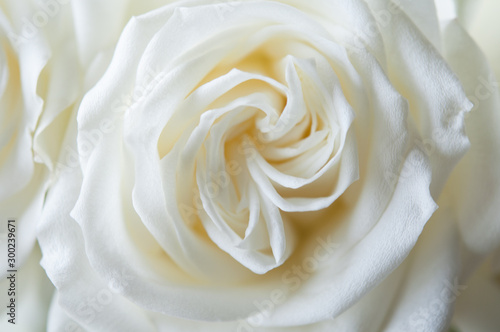 White garden rose top view of petals