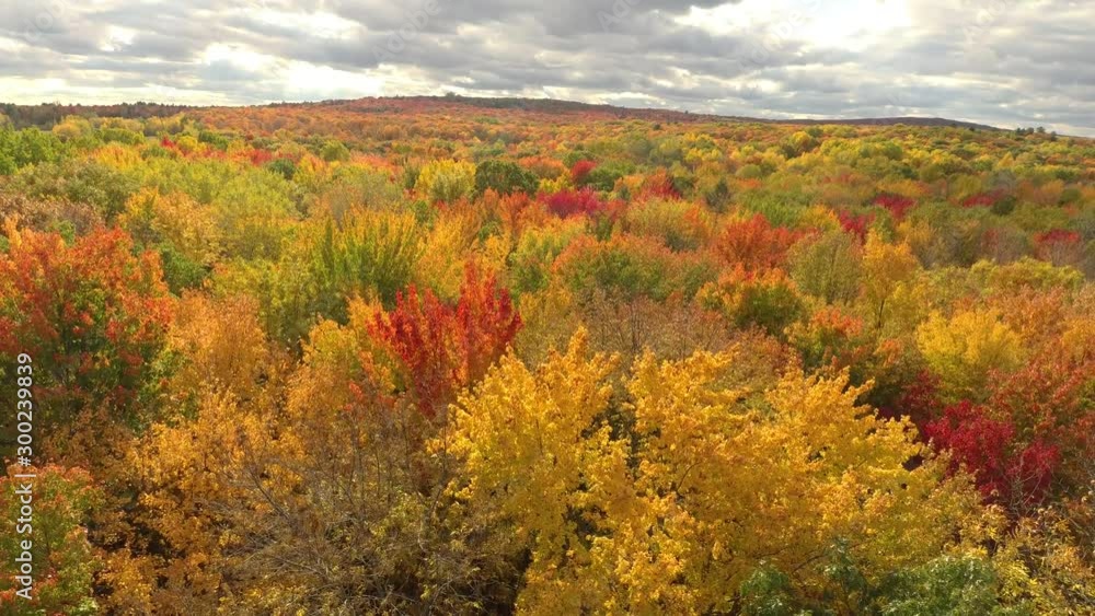 Beautiful bright shot of mountain covered in colorful trees in fall Beautiful bright shot of mountain covered in colorful trees in fall