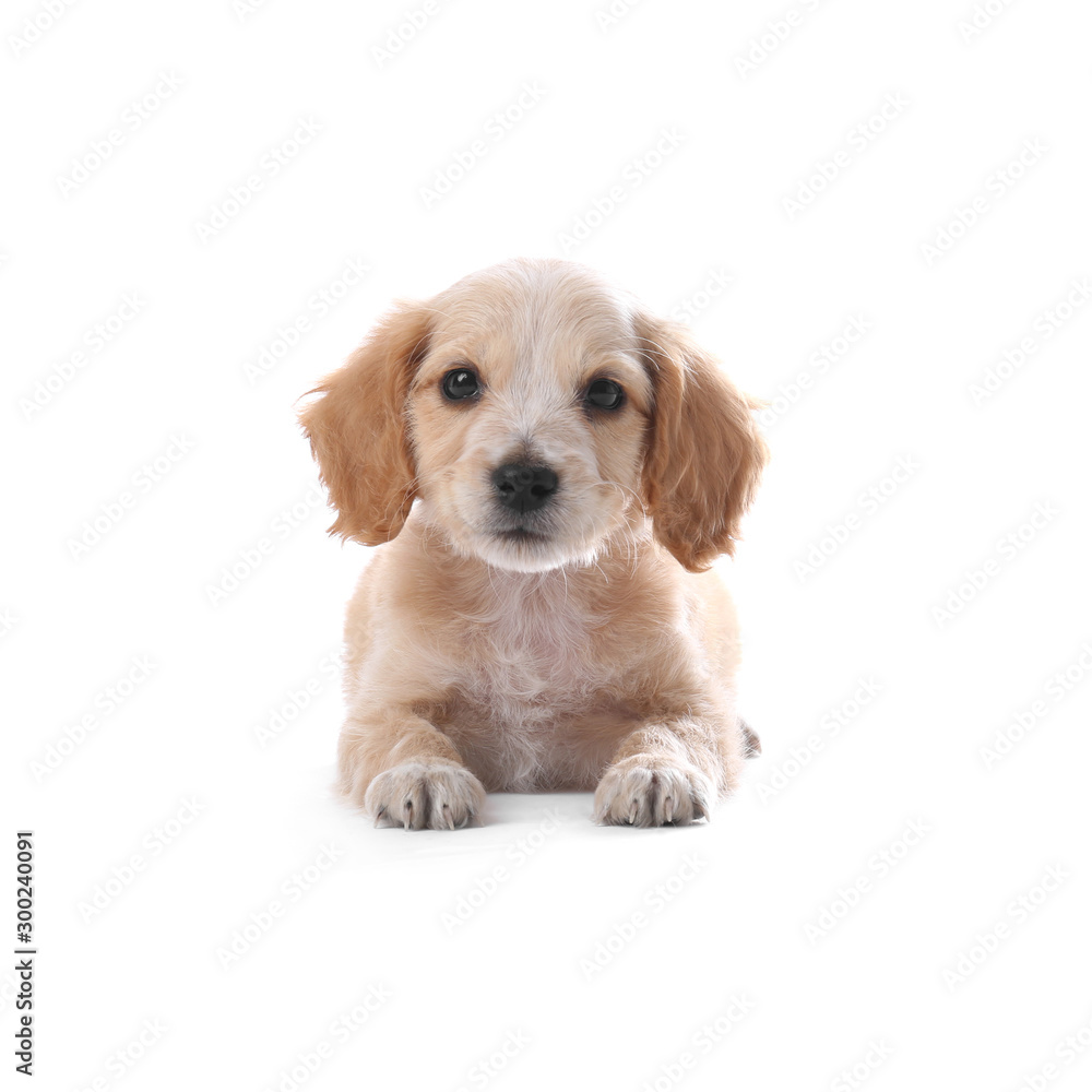 Cute English Cocker Spaniel puppy on white background