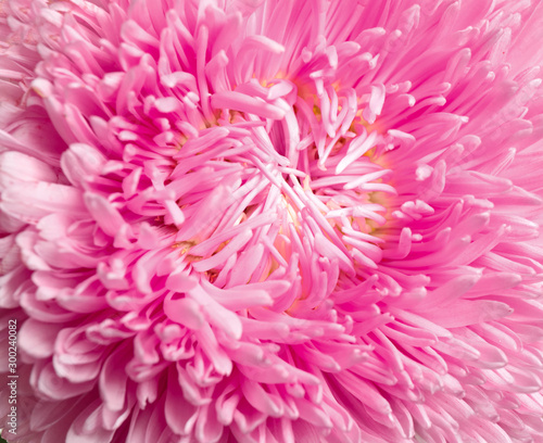 Beautiful pink aster flower on white background  closeup