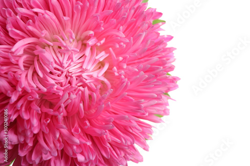 Beautiful pink aster flower on white background, closeup