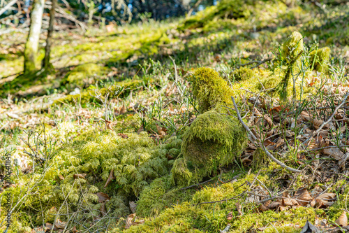 Mossy logs near countryside road