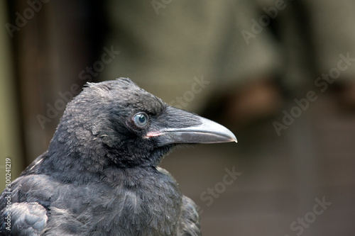Portrait einer zahmen Rabenkrähe (Corvus corone corone)