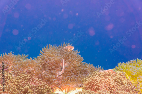 Underwater sea life coral reef with fish in Koh Tao