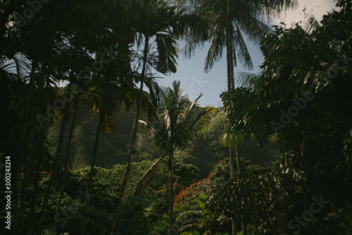 Tropical jungle scene island