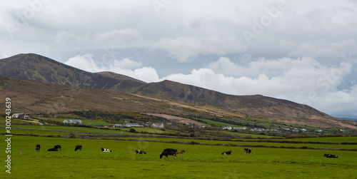 Dairy cows grazing in an open field in the Dingle peninsula on the west coast of Ireland © Gabriel Cassan