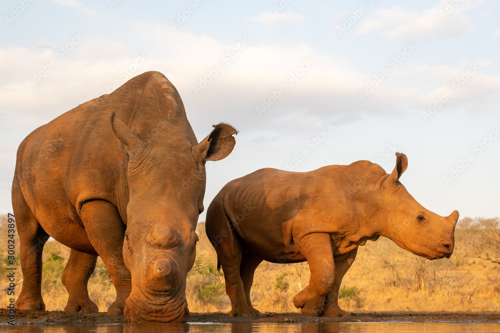 Obraz premium Adult and baby rhino drinking together in a waterhole