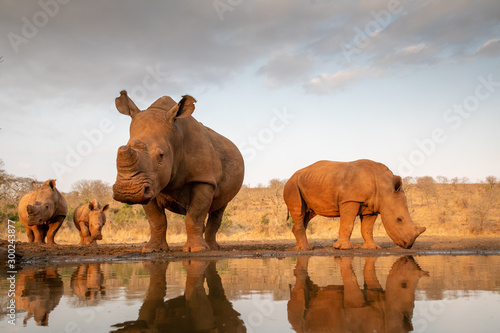 Four white rhinos approach a pond for a drink