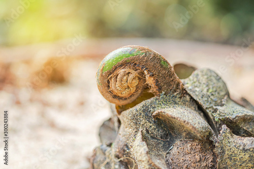 New leaves of Giant fern or King fern (Angiopteris evecta (G.Forst.) Hoffm) roll curled growing out from the soil in spring tropical forest  photo