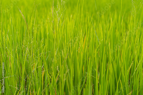 Green grass rice fields background
