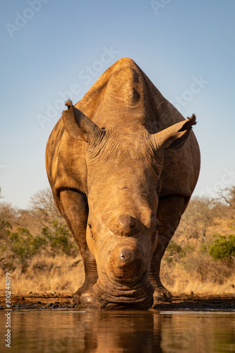 Adult rhino drinking from a waterhole in South Africa