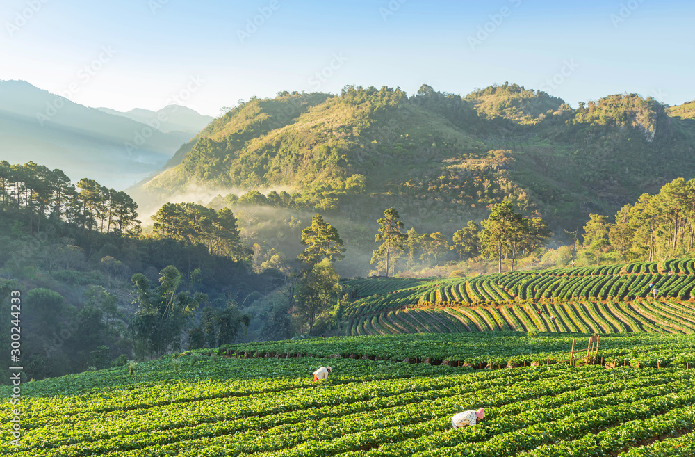 Sunrise in early morning with white fog on rows of green terraced strawberry plantation at Ban Nor Lae village Doi Ang khang Chiang Mai Thailand 