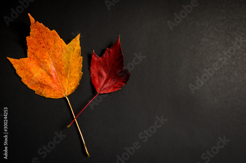 Two fall leaves on a dark slate background