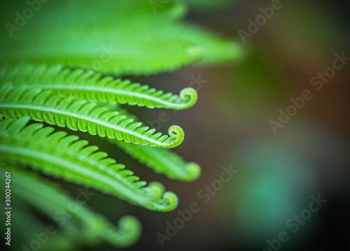 Close up green fern leaves roll up curled growing in tropical rain forest  photo