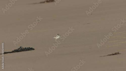Hooded Plover - Thinornis cucullatus small shorebird - wader  photo