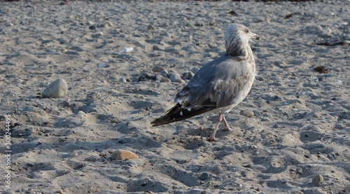 Obraz na płótnie Horseneck Beach State Reservation in Westport Massachusetts w salonie