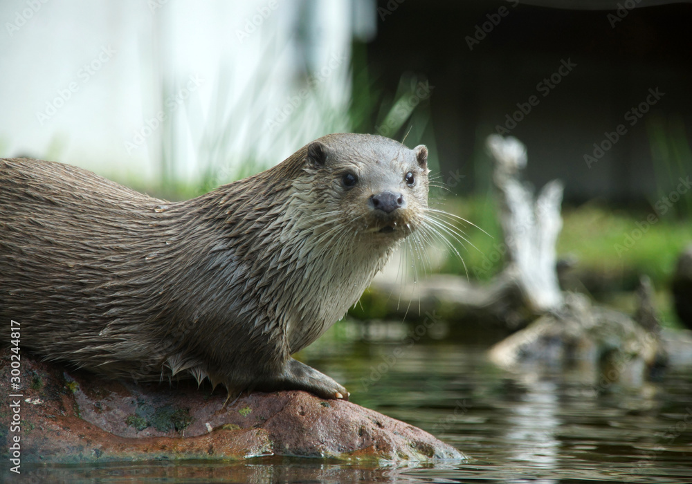 Portrait eines eurasischen Fischotters (Lutra lutra); sein Fell ist nass, in den Barthaaren sammeln sich Tropfen Portrait eines eurasischen Fischotters (Lutra lutra); sein Fell ist nass, in den Barthaaren sammeln sich Tropfen