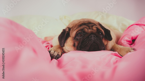 Close up face of cute pug dog breed lying on a dogs bed with sad eyes opened. Funny portrait pug in human bed. Poor sad sick bored dog concept. Pet care and animals concept. Text copy space.