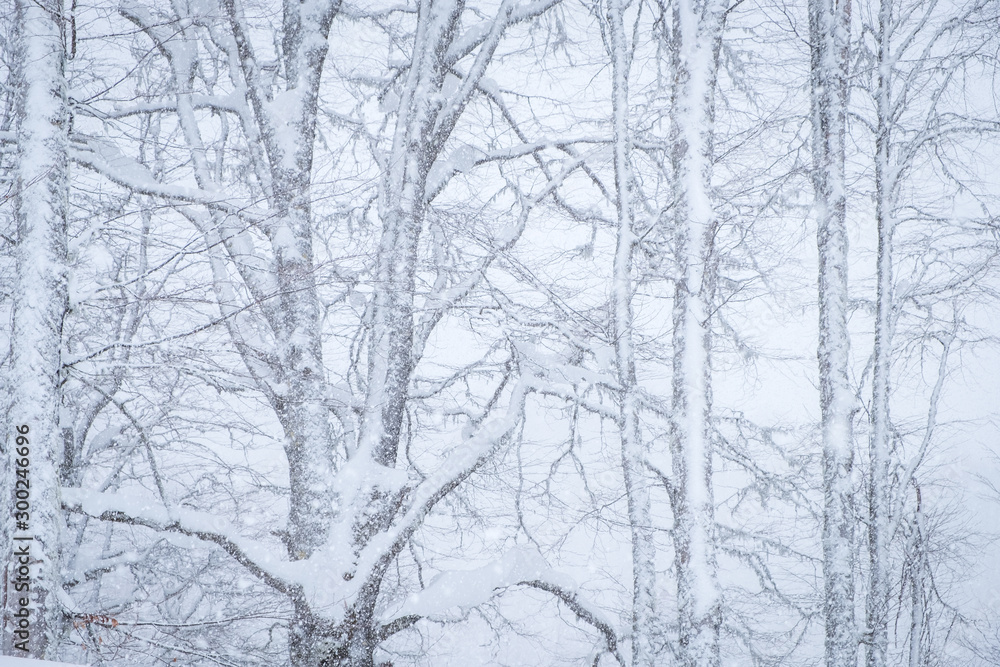 Forest after a heavy snowfall. Winter landscape.