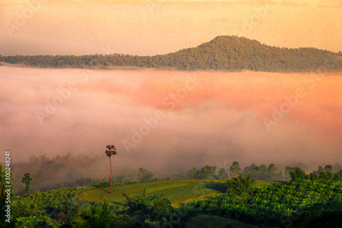 The blurry background of the fog that covers trees  roads  grass  in the morning is naturally beautiful  can be seen in the end of the rain  cold winter every year.