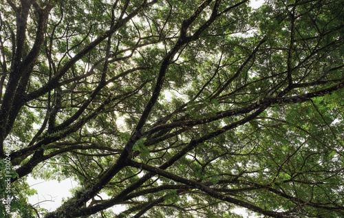 branches of big tree