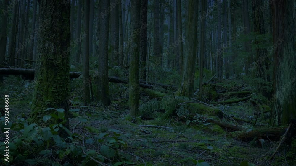 Moving Through The Forest Late In The Evening Moving Through The Forest Late In The Evening