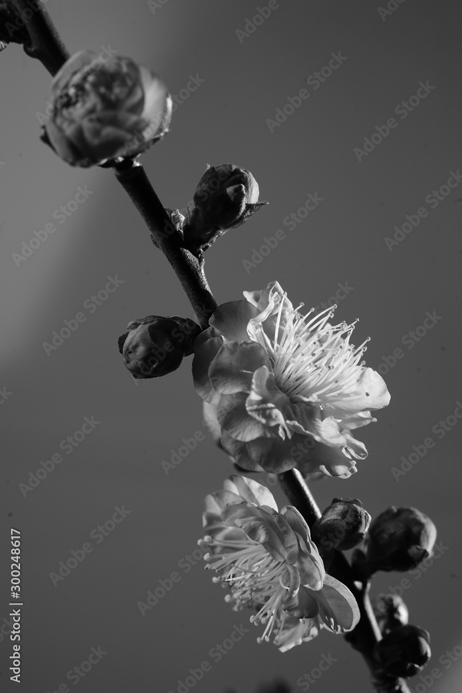 梅 紅梅 白バック 黒背景 マクロ 接写 花 つぼみ モノクロ 白黒 Photos Adobe Stock 梅 紅梅 白バック 黒背景 マクロ 接写 花 つぼみ モノクロ 白黒 Photos Adobe Stock