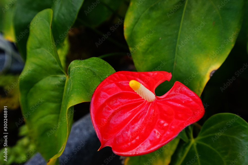 アンスリウム 南国 花 赤 熱帯 植 Stock 写真 Adobe Stock