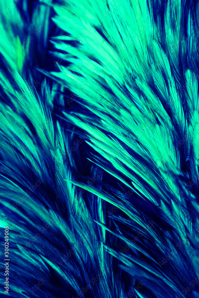 Obraz premium Beautiful abstract colorful white and light green feathers on dark background and soft white blue feather texture on white pattern