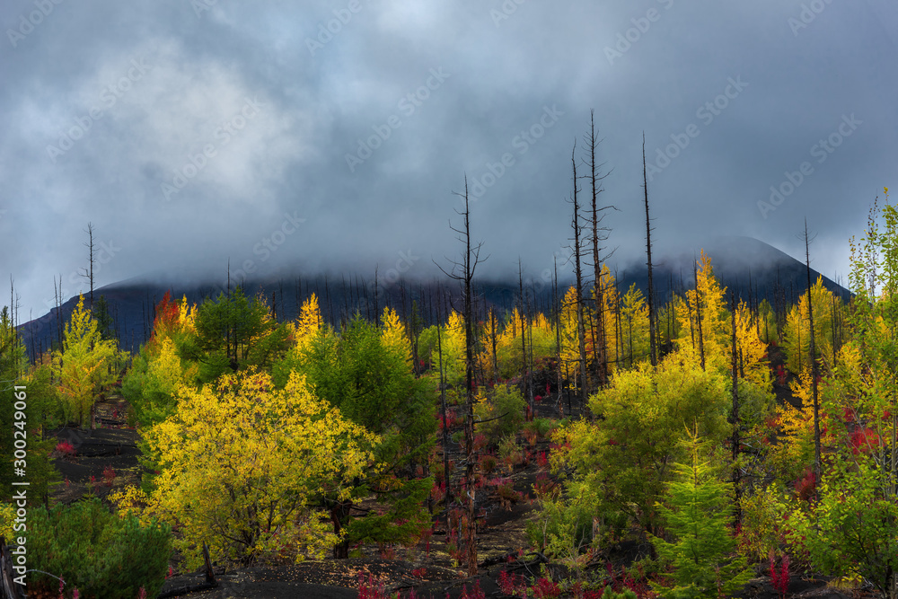 Autumn landscape in Dead Forest, after eruption of Tolbachik volcano. Kamchatka, Russia.