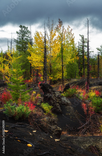 Autumn landscape in Dead Forest, after eruption of Tolbachik volcano. Kamchatka, Russia.