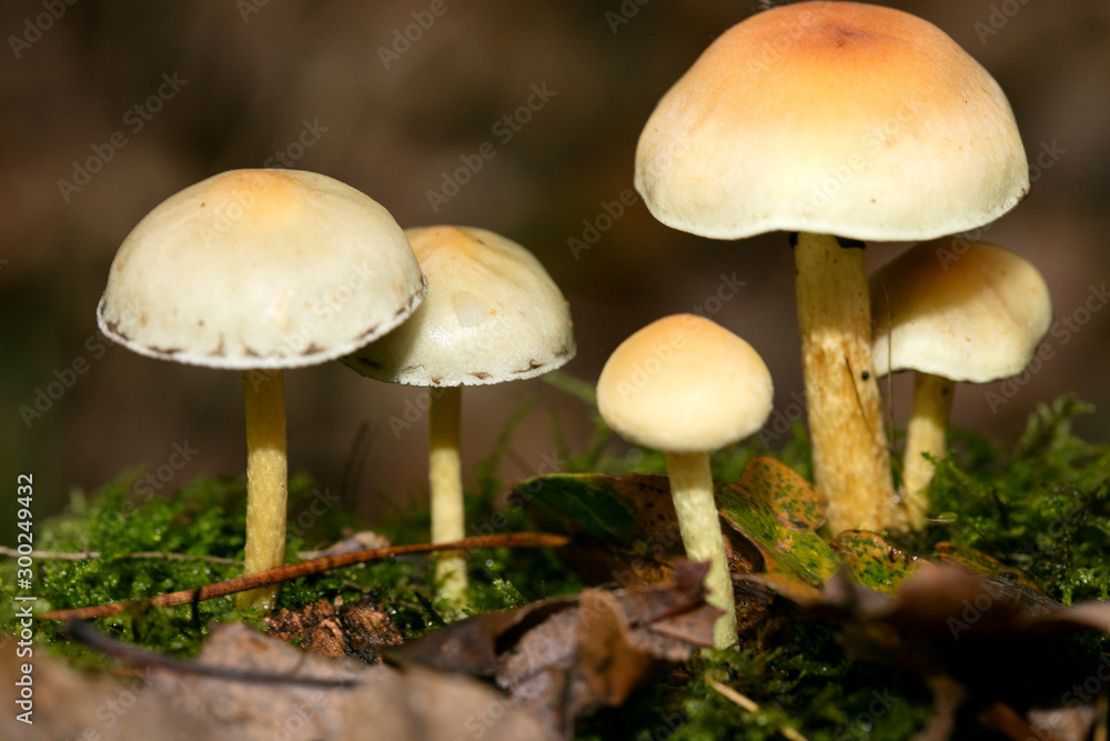 Mushroom cute family mama papa and kids macro background fifty megapixels prints Mushroom cute family mama papa and kids macro background fifty megapixels prints