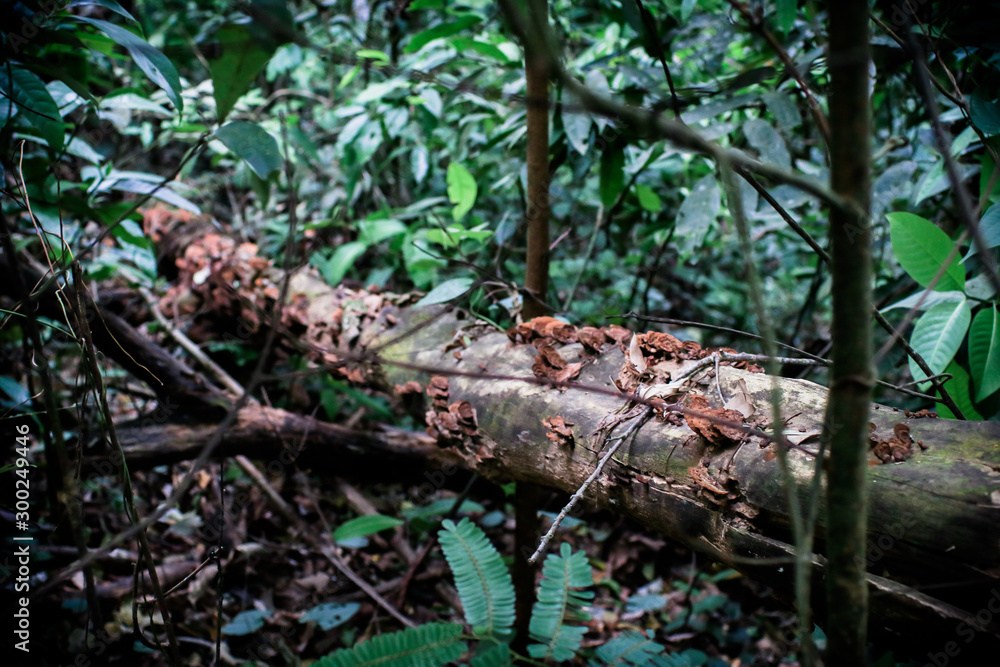 Fototapeta premium Sawn logs of trees and tree bark. Problem of deforestation and environmental problems. Pine logs lie in the forest.Fresh deciduous stand of Bialowieza Forest in springtime with dead broken oak