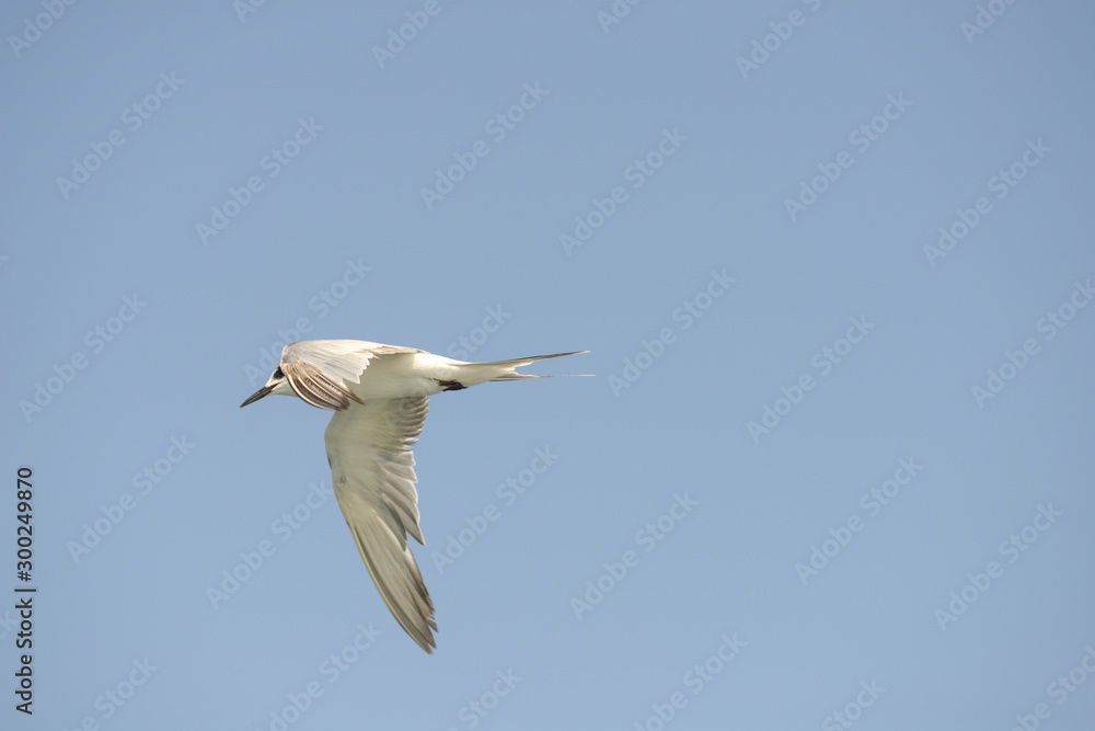 Little tern (Sternula albifrons) in flying action with blue sky background. Little tern (Sternula albifrons) in flying action with blue sky background.