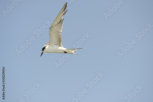 Little tern  Sternula albifrons  in flying action with blue sky background.