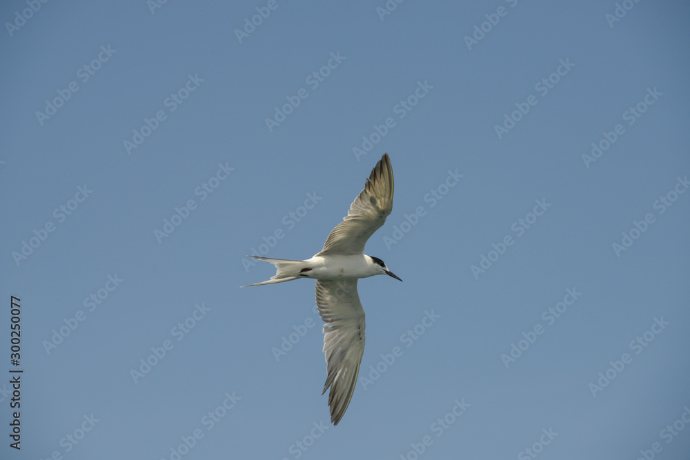 Little tern (Sternula albifrons) in flying action with blue sky background. Little tern (Sternula albifrons) in flying action with blue sky background.