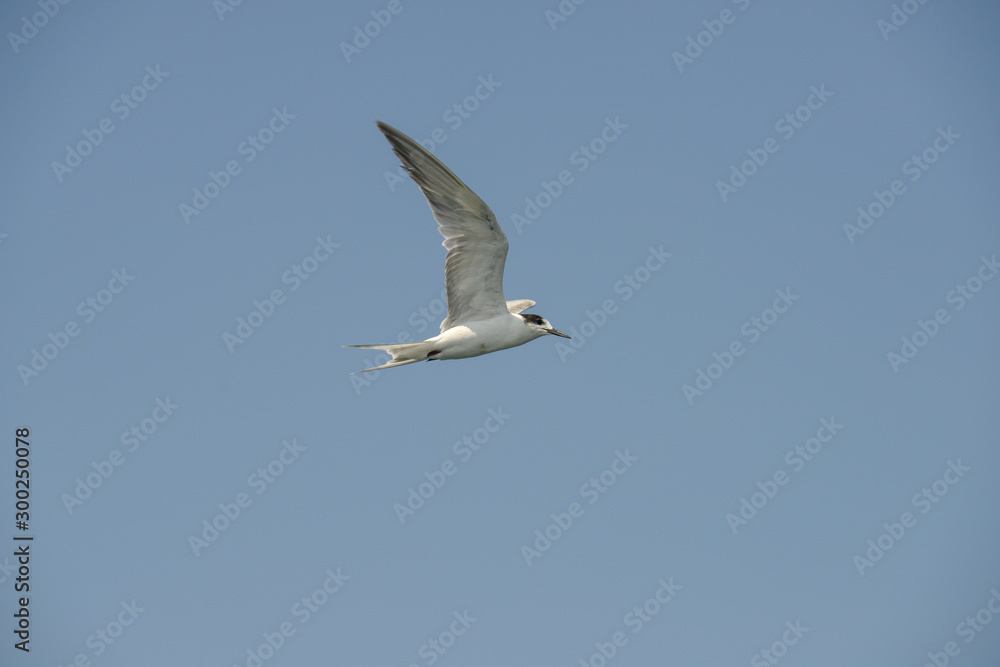 Little tern (Sternula albifrons) in flying action with blue sky background. Little tern (Sternula albifrons) in flying action with blue sky background.