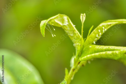 Close-up of various insects that inhabit wild plants