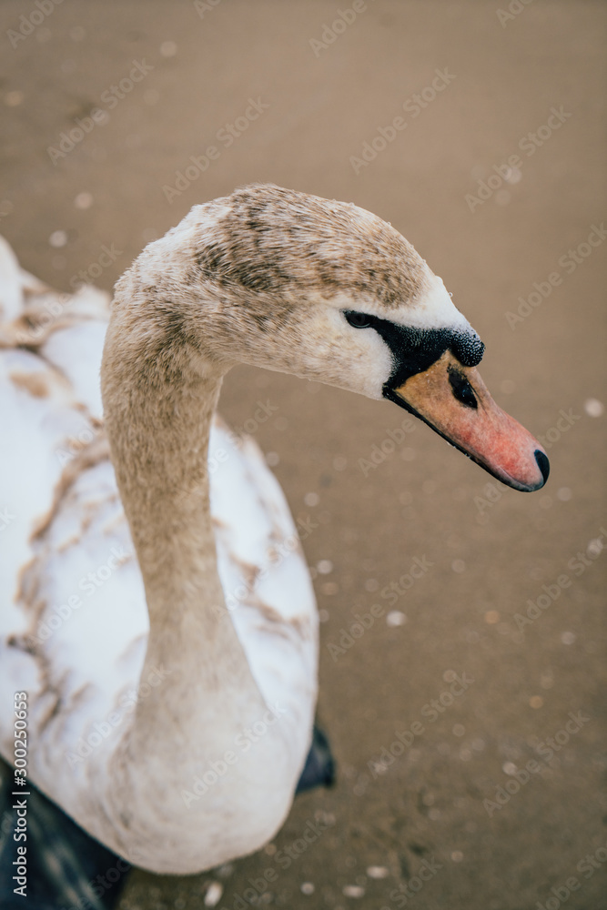 Fototapeta premium Swan on the Baltic sea coastline during late Autumn season.
