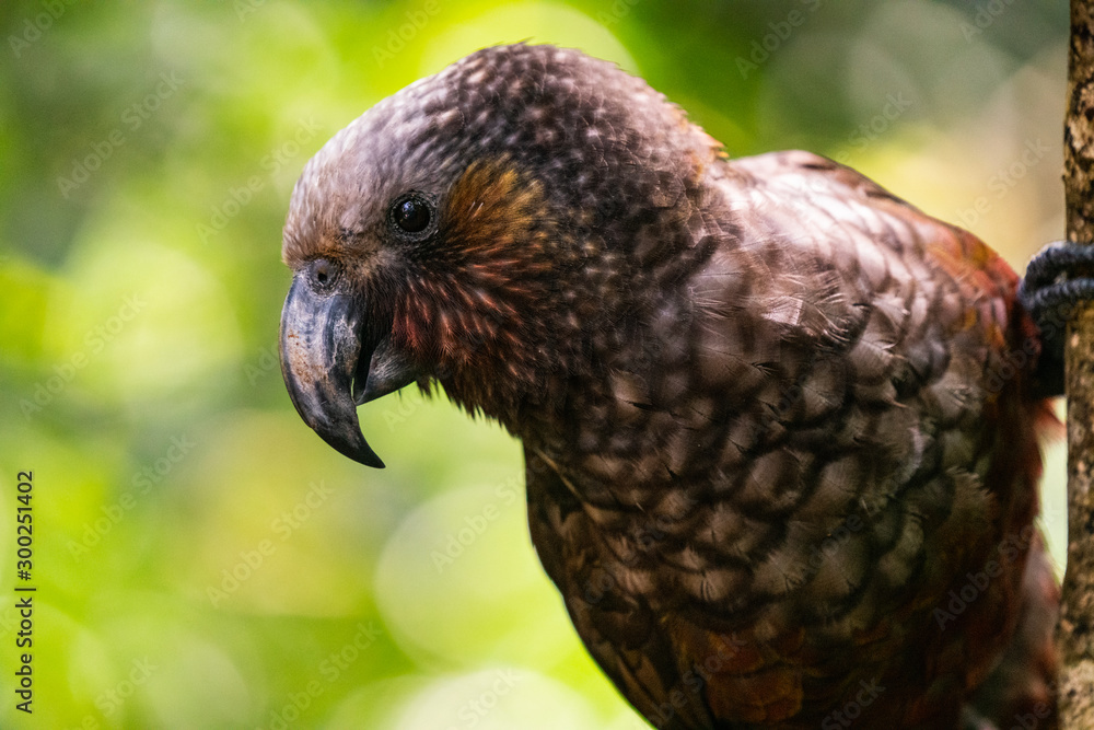 Obraz premium A close up of a New Zealand Kaka Parrot 