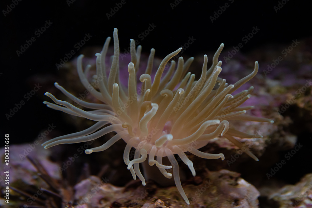 Anemone Anemone