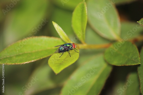 blue fly on the leaf